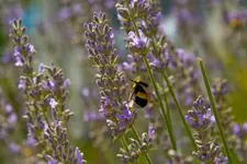 Hummel.webp