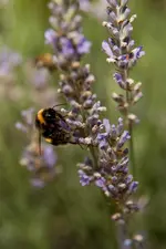 Hummeln06.webp
