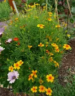 Orangentagetes.webp