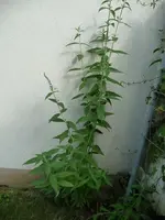 p1000791.webp