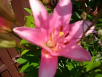 Lilie rosa.webp