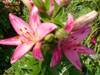 Lilie gemustert.webp
