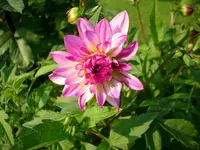 Dalie rosa.webp