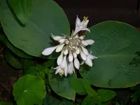 Hosta.webp