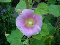 Stocki rosa.webp