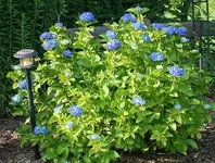 blaue Hortensie_klein.webp