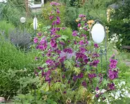 Malve in Blüte_klein.webp