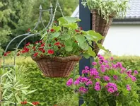 Minihängepet_Duftgeranie_klein.webp