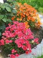 Nemessis zweifarbig_klein.webp