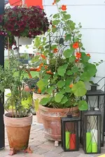 Tomate_Hängepet_Kletterkresse_klein.webp