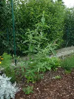 Schmetterlingsflieder.webp