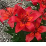 Bild 100.webp