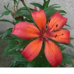 Bild 110.webp