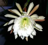 PICT0096.webp