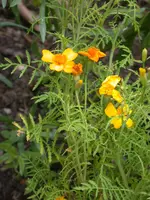 DSCN7066.webp