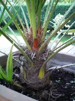 100_0037.webp