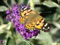 Schmetterlingsflieder m Besuch.webp