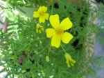 Tagetes tenuifolia gelb.jpg