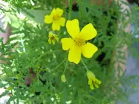 Tagetes tenuifolia gelb.webp