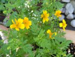 Tagetes tenuifolia orange.jpg