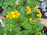 Tagetes tenuifolia orange.webp