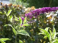 Buddleia harlekin(3).webp