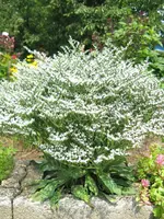 garten 010kl.webp