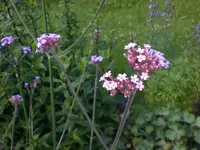 Garten Juli4 002.webp