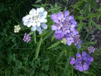Garten Juli4 016.webp