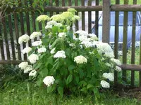 Garten Juli4 004.webp