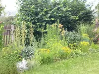 Garten Juli4 006.webp