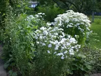 Garten Juli4 007.webp