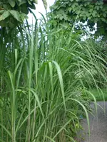 Garten Juli4 009.webp