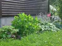Garten Juli4 011.webp