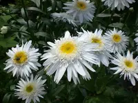 Garten Juli4 015.webp