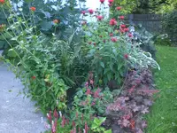 Garten Juli4 017.webp