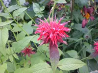 Garten Juli4 018.webp