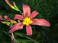 Garten Juli4 019.webp