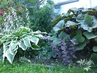 Garten Juli4 021.webp