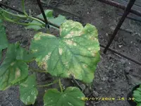 Gurkenblatt 1  602.webp