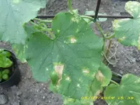 Gurkenblatt 2 603.webp