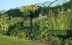 Gartenzaun mit Kressen_Black Beauty_MiniSonnenblumen_klein.webp