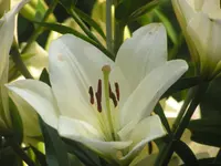 2009  Garten -7-1 Lilie 106.webp