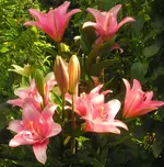 2009  Garten -7-1 Lilie rs + Knospen .webp