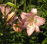 2009  Garten -7-1 Lilie rs m Kn 112.webp
