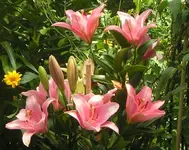 2009  Garten -7-1 Lilien rosa .webp