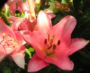 2009  Garten -7-1 Lilien rs 3 .webp