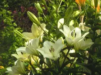 2009  Garten -7-1 Lilien ws .webp