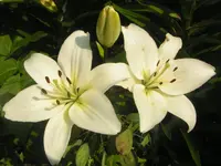 2009  Garten -7-1 Lilienduo 107.webp