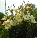 2009  Garten -7-1 Lilienwald 107.webp